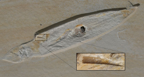 A squid fossil offers a rare record of pterosaur feeding behavior - KoolSci